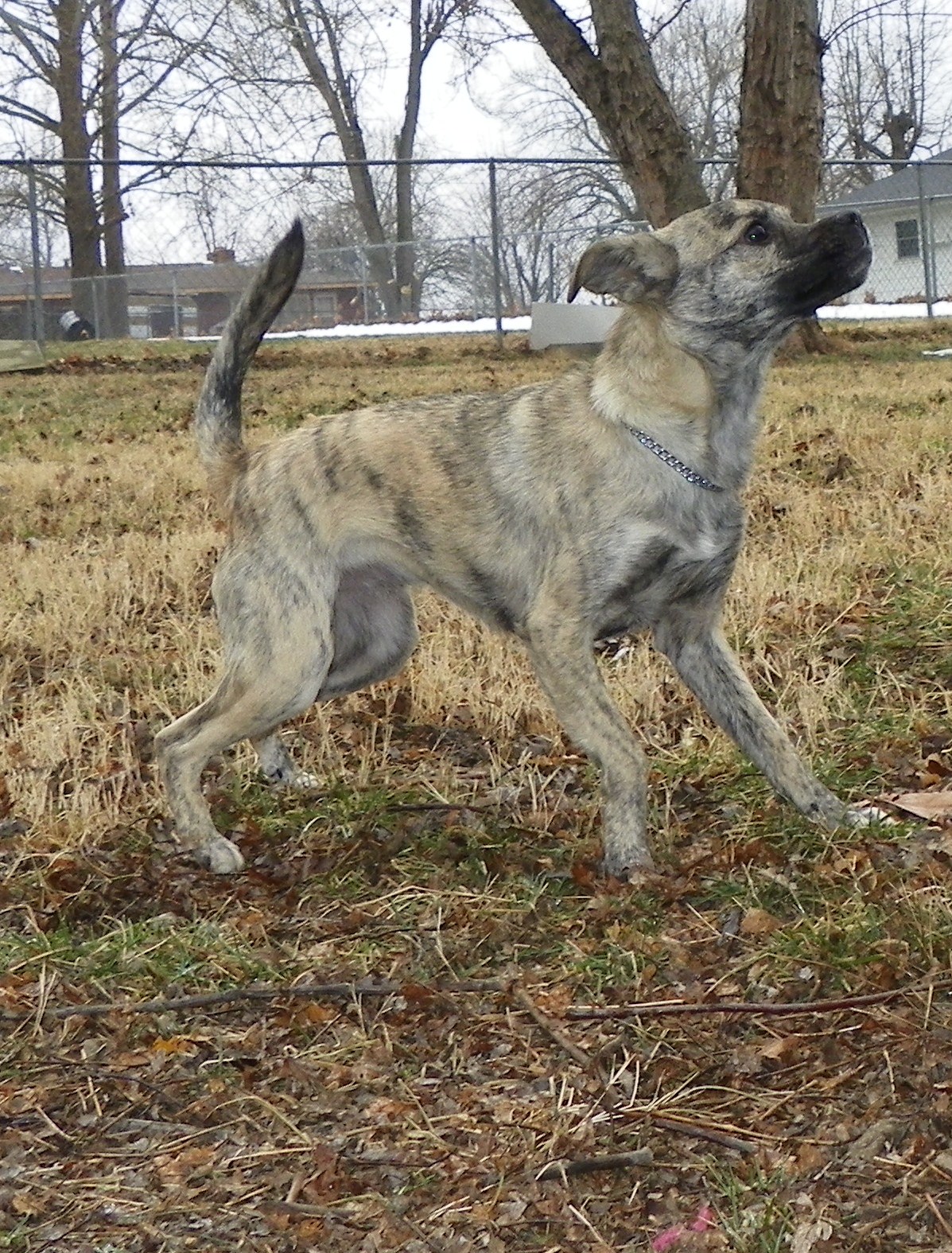 Greyhound mix with cheap german shepherd